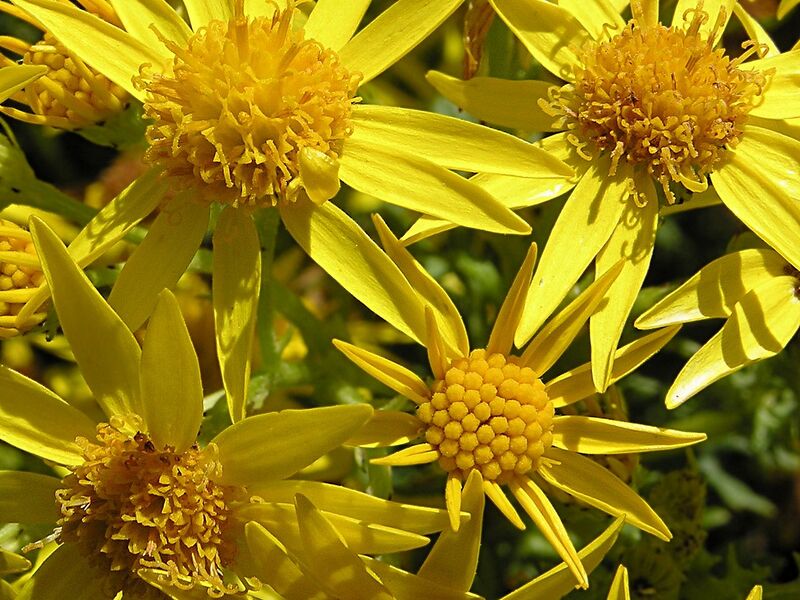 File:1280px-Ragwort flowers.jpg