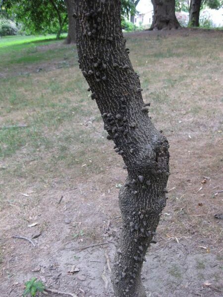 File:576px-IMG 1312 bbg09.jpg