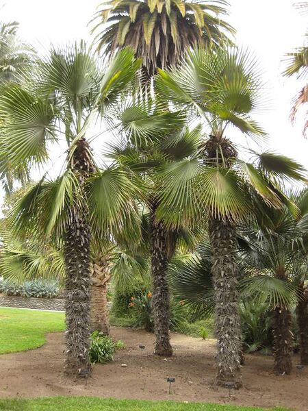 File:576px-IMG 3992 hunt0904.jpg