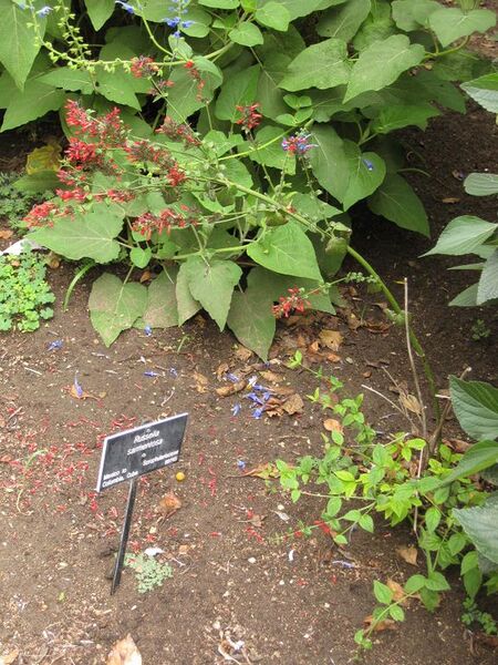 File:576px-IMG 7040 hunt09jun.jpg