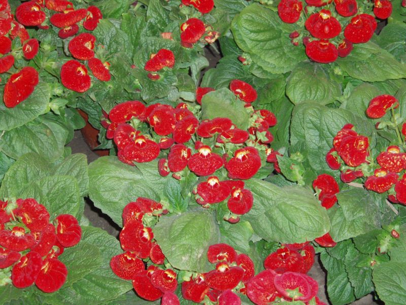 File:CalceolariaHerbeohybrida4.jpg