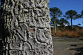 Bark of a tree