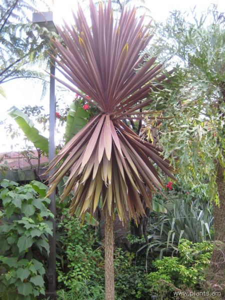 File:Cordyline australis-red star-IMG 7589 sfbg0308.jpg