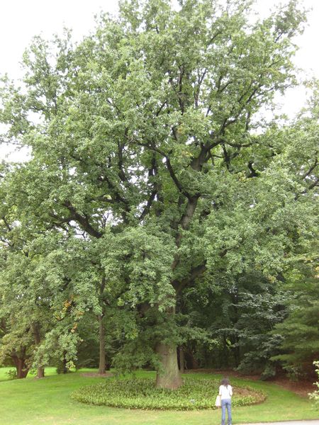 File:IMG 1422 bbg09.jpg