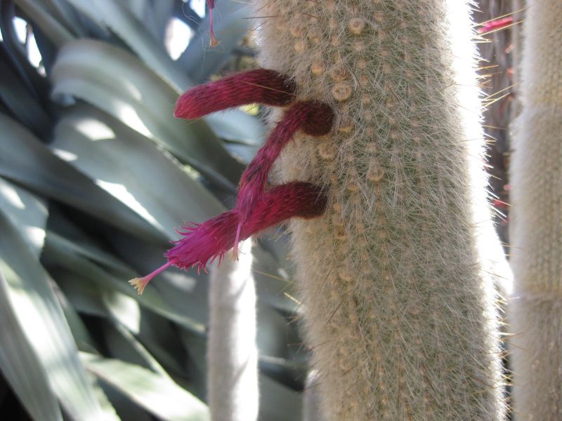 File:IMG 2166 hunt0903.jpg