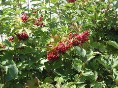 Plant with fruit