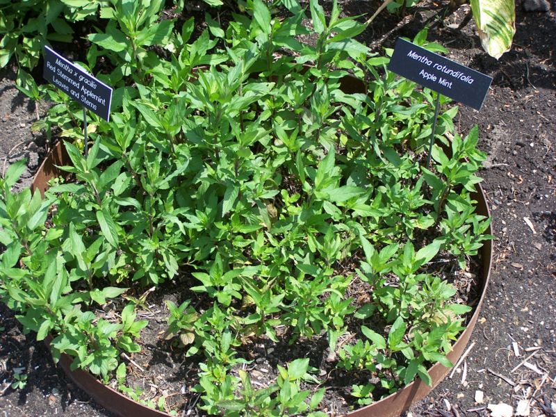 File:Mentha gracilis and rotundifolia MN 2007.JPG