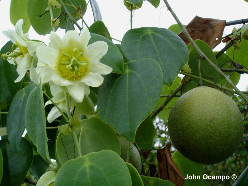 File:Passiflora guatemalensis S. Watson.JPG