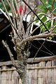 trunk at Jayanti in Buxa Tiger Reserve in Jalpaiguri district of West Bengal, India.