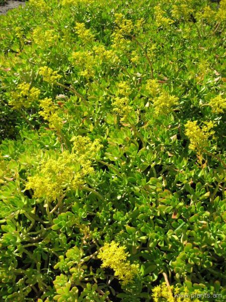 File:Sedum praealtum-subsp. praealtum-IMG 0478 hunt07.jpg