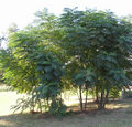 Thumbnail for version as of 14:26, 1 October 2007
