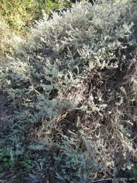File:Westringia-smoky-IMG 0711 hunt07.jpg