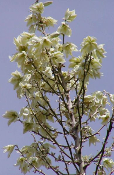 File:Yucca elata flowers.jpg