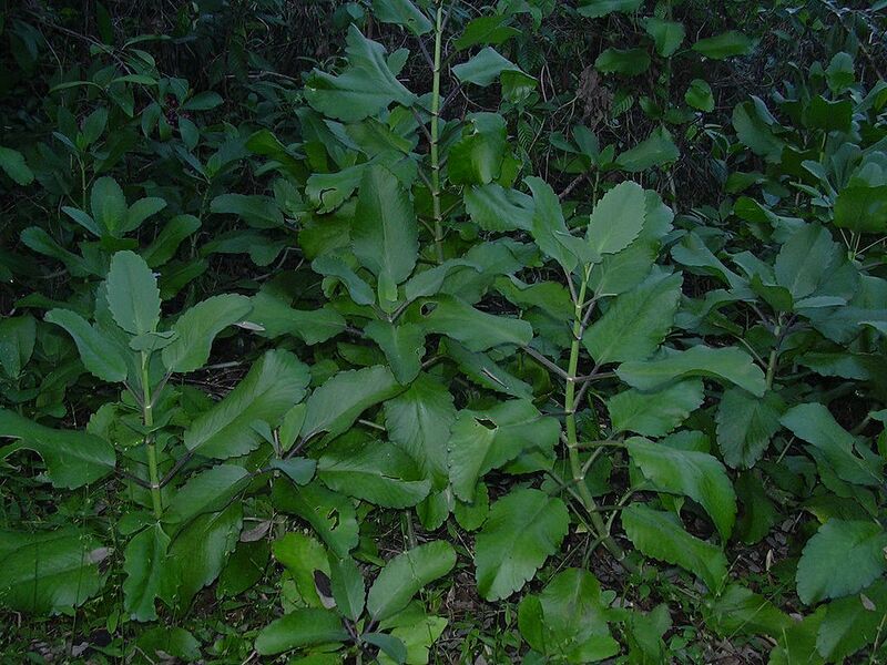 File:1024px-Starr 031108-3187 Kalanchoe pinnata.jpg