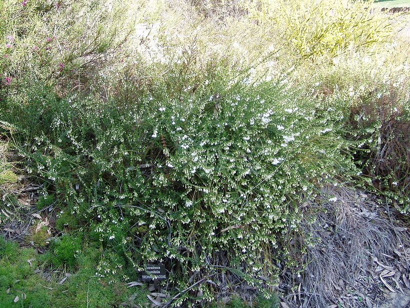 File:1024px-Tetratheca thymifolia 01.jpg
