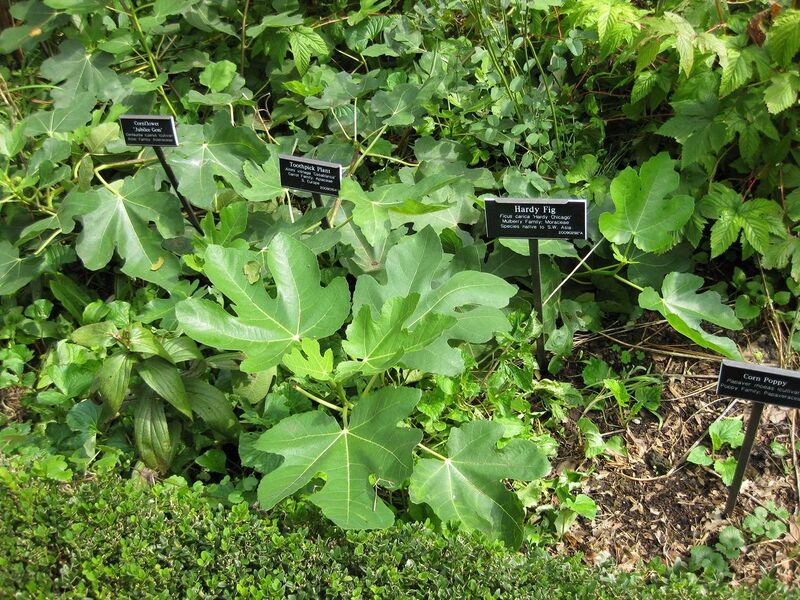 File:1280px-IMG 0689 bbg09.jpg