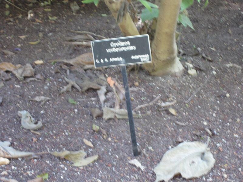 File:1280px-IMG 1974 hunt09oct.jpg