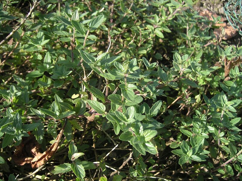 File:1280px-Scutellaria alpina habit.jpg