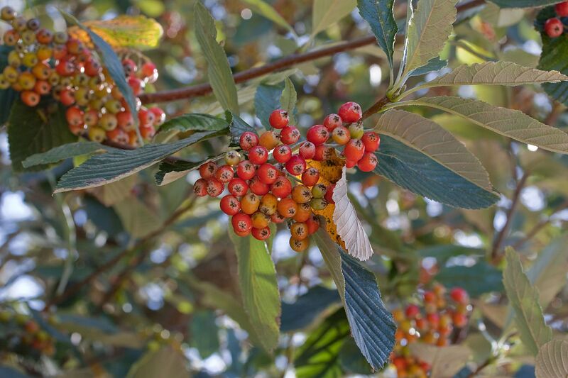 File:1280px-Sorbus aria-3420.jpg