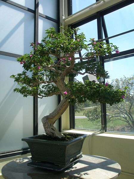 File:576px-Bougainvillea Bonsai.jpg
