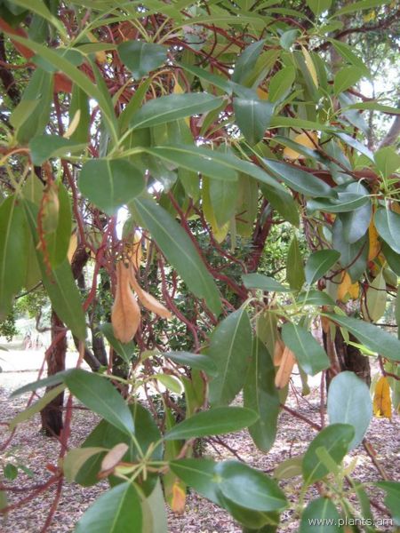 File:Arbutus andrachne-IMG 3122 lokrun.jpg