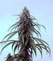 Dense raceme of carpellate flowers typical of drug-type varieties of Cannabis