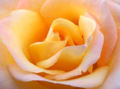 Yellow rose: Dying love.