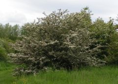 Common Hawthorn (Crataegus monogyna)