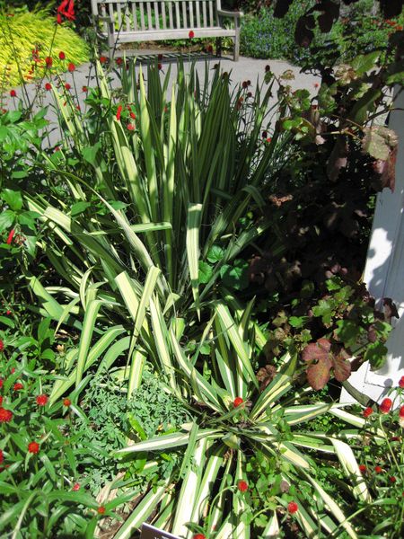 File:IMG 0114 nybg09.jpg