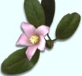 Flower of the Pyramid Tree