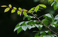 Leaves- both sides