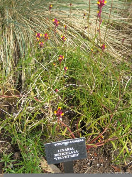 File:Linaria reticulata-velvet red-IMG 7341 sfbg0308.jpg
