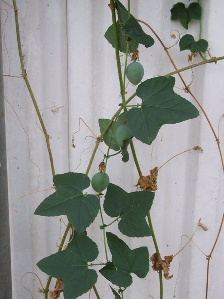 File:Passiflora morifolia - D7-12-5083.jpg