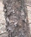 Betula nigra Trunk, showing the bark pattern typical of most wild trees