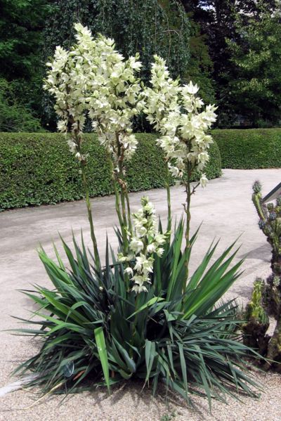 File:Yucca flaccida.jpg
