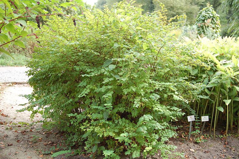 File:1024px-3868 - Symphoricarpos orbiculatus (Korallenbeere).JPG