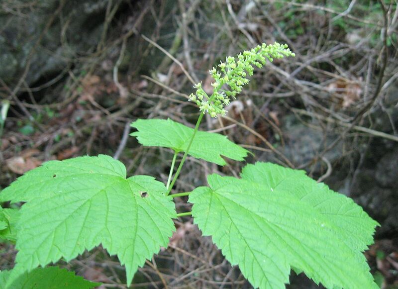 File:1024px-Acer spicatum flowers.jpg