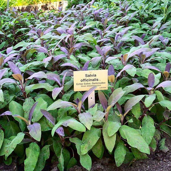 File:1024px-Botanischer Garten Berlin - Salbei.jpg
