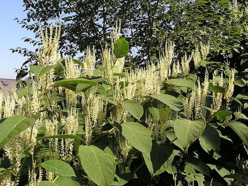 File:1024px-Fallopia japonica MdE 2.jpg