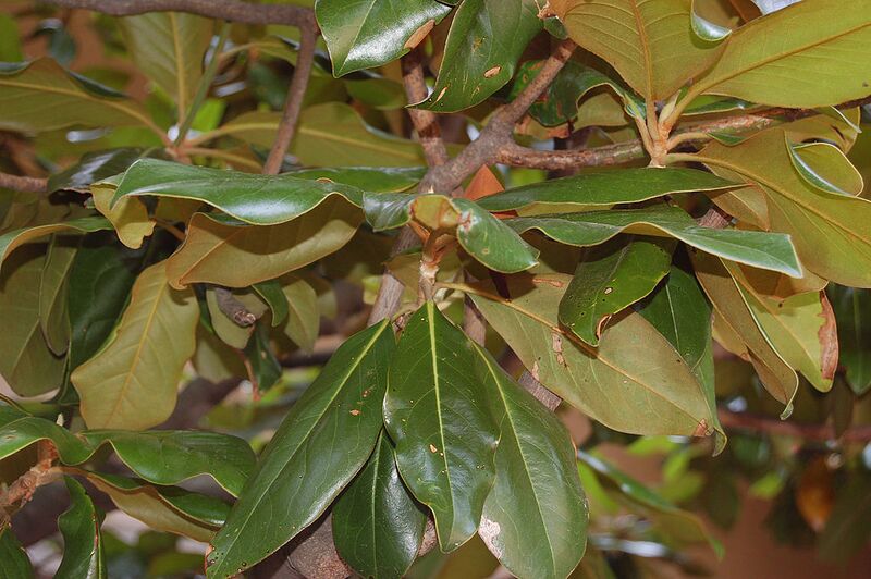 File:1024px-Southern Magnolia Leaf Cluster 3008px.jpg