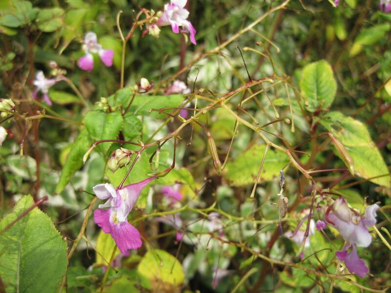 File:1280px-IMG 0846 bbg09.jpg