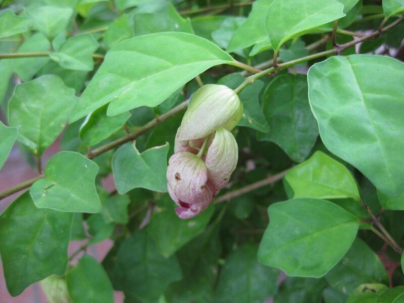 File:1280px-IMG 0889 bbg09.jpg