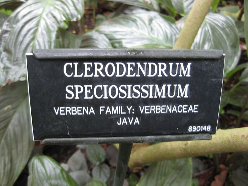 File:1280px-IMG 1154 bbg09.jpg