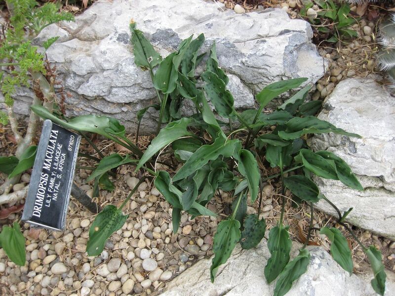 File:1280px-IMG 1272 bbg09.jpg