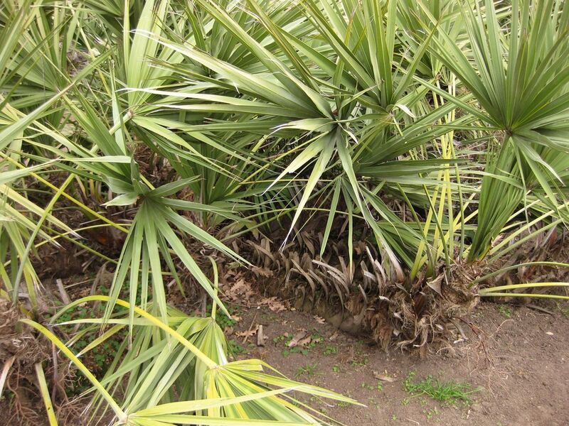 File:1280px-IMG 3935 hunt0904.jpg