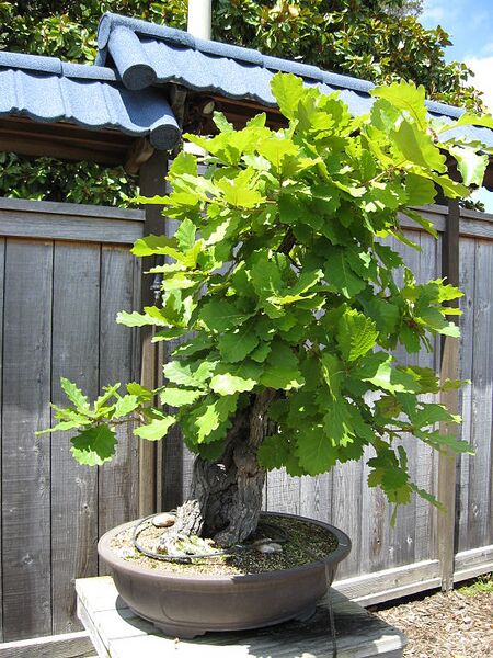 File:576px-Daimyo Oak.jpg