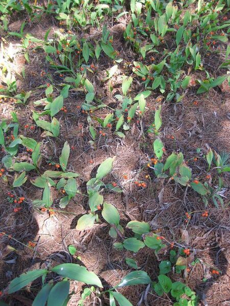 File:576px-IMG 0199 nybg09.jpg