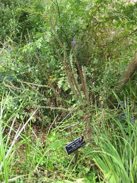 File:576px-IMG 0840 bbg09.jpg