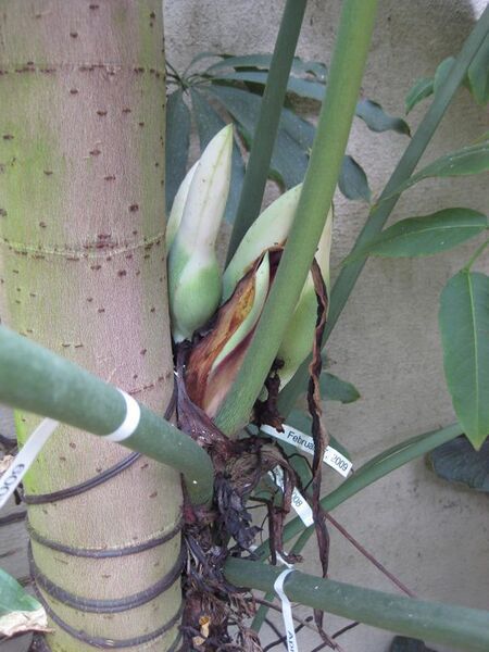 File:576px-IMG 1756 hunt09oct.jpg