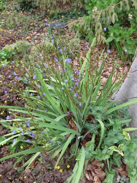 File:576px-IMG 5201 hunt0904.jpg